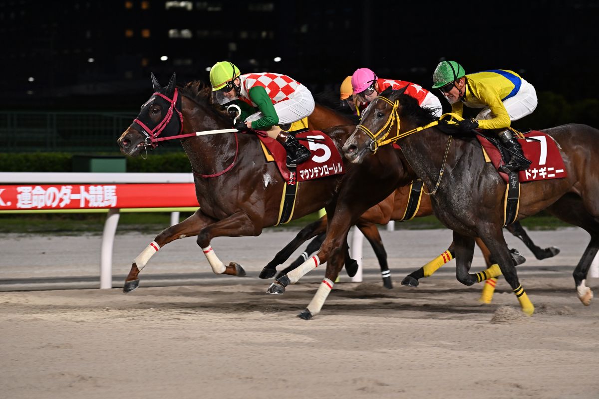 ゴール前(特別区競馬組合提供)