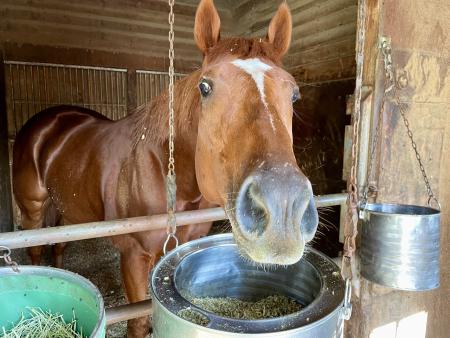 スマトラフレイバー