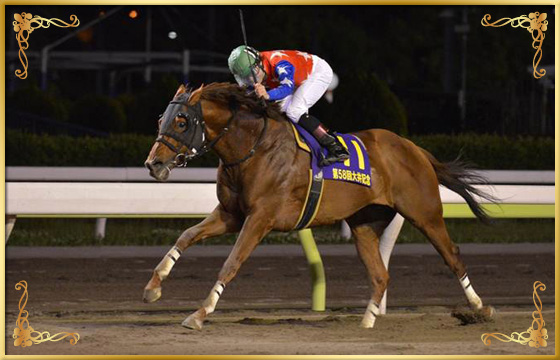 2013年優勝馬　フォーティファイド号