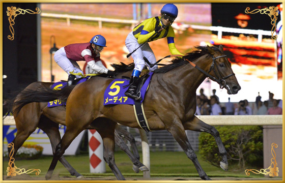 2013年優勝馬 メーデイア号
