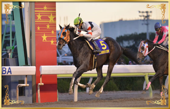2013年優勝馬 ホッコータルマエ号