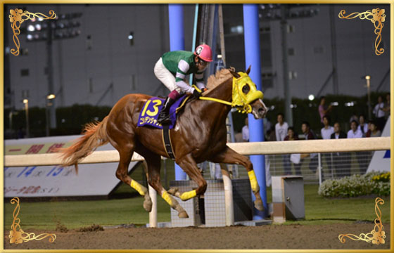 2013年優勝馬 ニシノデンジャラス号