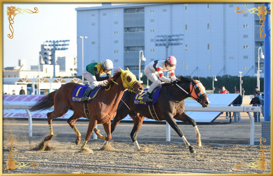 2016年優勝馬 ホッコータルマエ号(内)