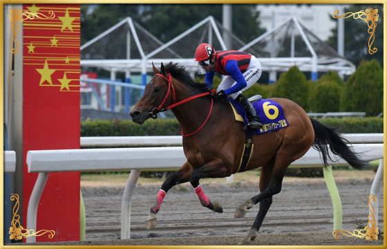2016年優勝馬 ソルテ号