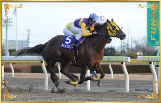 2016年優勝馬 タイムズアロー号