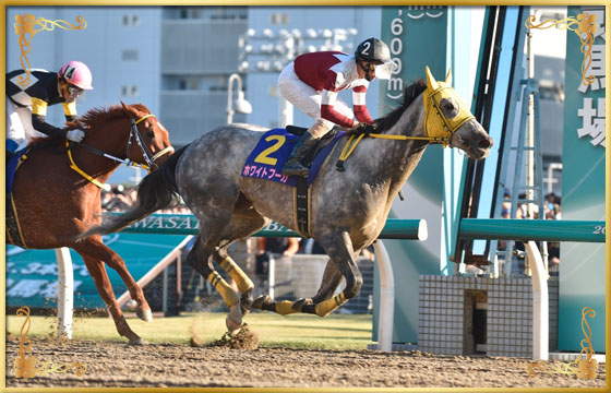 2016年優勝馬　ホワイトフーガ号