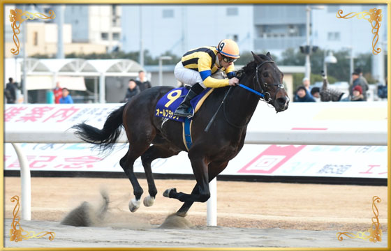 2017年優勝馬　オールブラッシュ号