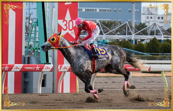 2017年優勝馬　ケイアイレオーネ号