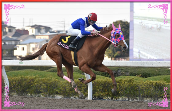 2017年優勝馬　スターインパルス号