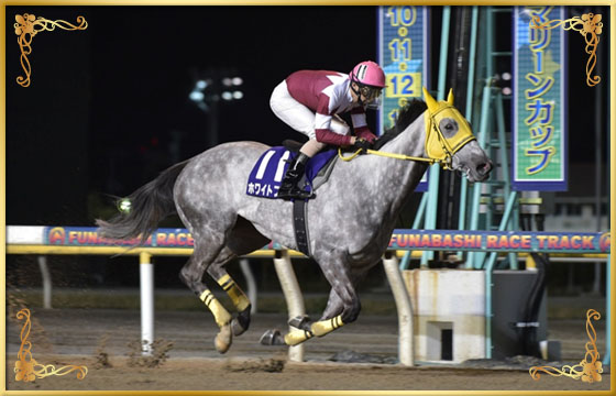 2017年優勝馬 ホワイトフーガ号
