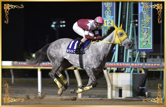 2017年優勝馬　ホワイトフーガ号