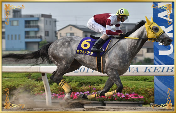 2017年優勝馬 ホワイトフーガ号