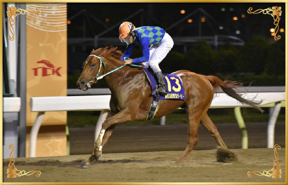 2017年優勝馬　ヒガシウィルウィン号