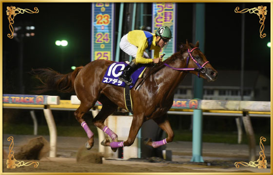 2017年優勝馬　スアデラ号