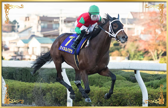 2017年優勝馬　マイネルバサラ号