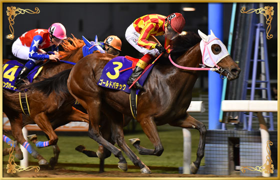 2017年優勝馬　ゴールドパテック号