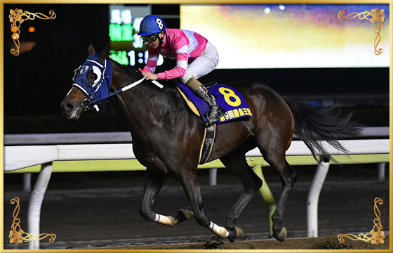 2017年優勝馬 ディアドムス号