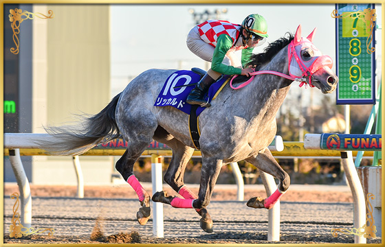 2018年優勝馬　リッカルド号