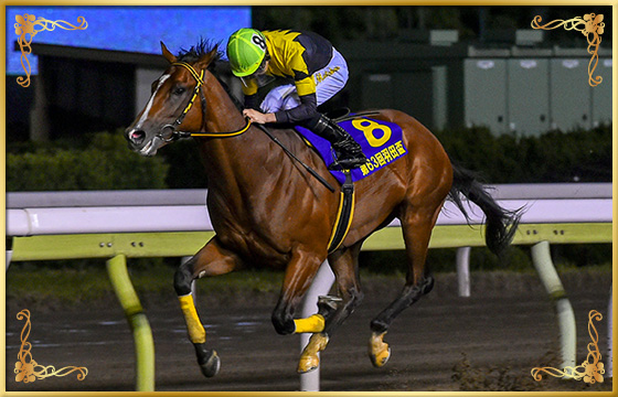 2018年優勝馬　ヤマノファイト号