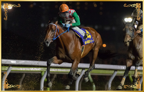 2018年優勝馬　ハセノパイロ号