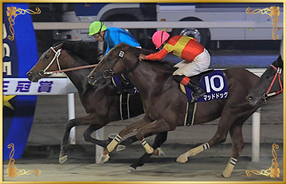 2018年優勝馬 クロスウィンド号(内)