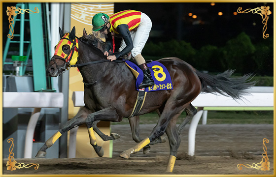 2018年優勝馬　ラプラス号