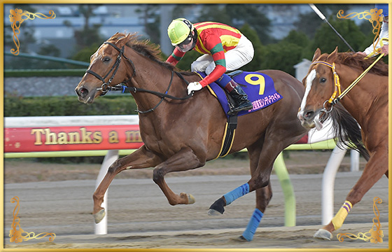 2018年優勝馬　ラーゴブルー号