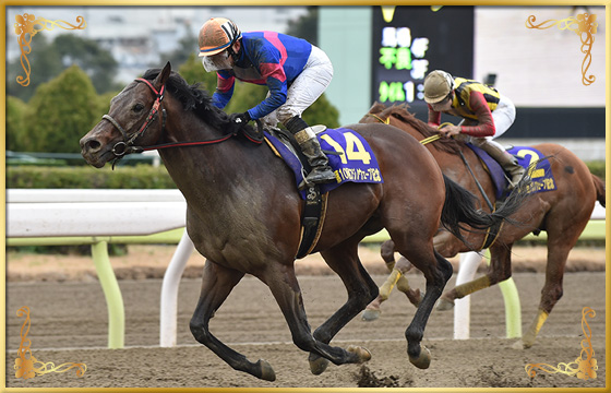 2019年優勝馬　キャプテンキング号