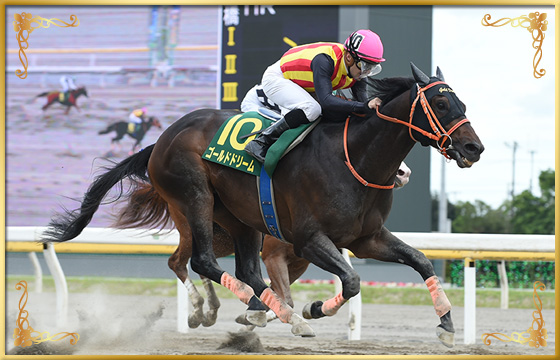 2019年優勝馬 ゴールドドリーム号