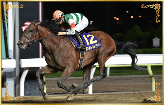 2019年優勝馬　クリソベリル号