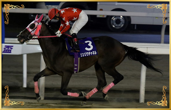 2019年優勝馬　リンゾウチャネル号