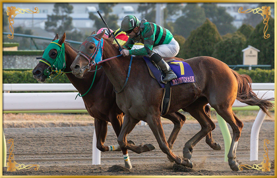 2020年優勝馬　マドラスチェック号(内)