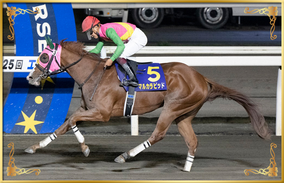 2022年優勝馬 マルカラピッド号