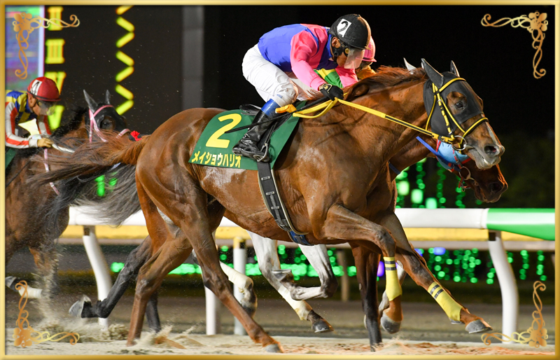 2023年優勝馬 メイショウハリオ号