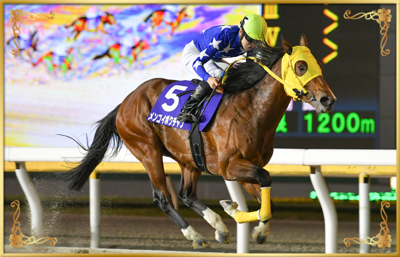 2023年優勝馬　メンコイボクチャン号