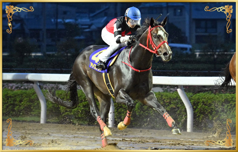 2023年優勝馬 ドライスタウト号