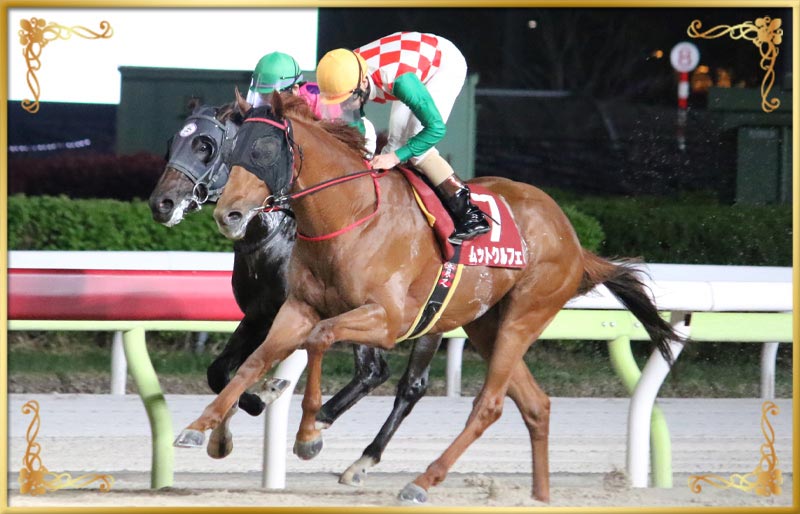 2024年優勝馬 ムットクルフェ号(外)