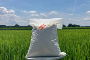 蓮田産コシヒカリ（令和7年産新米5kg）