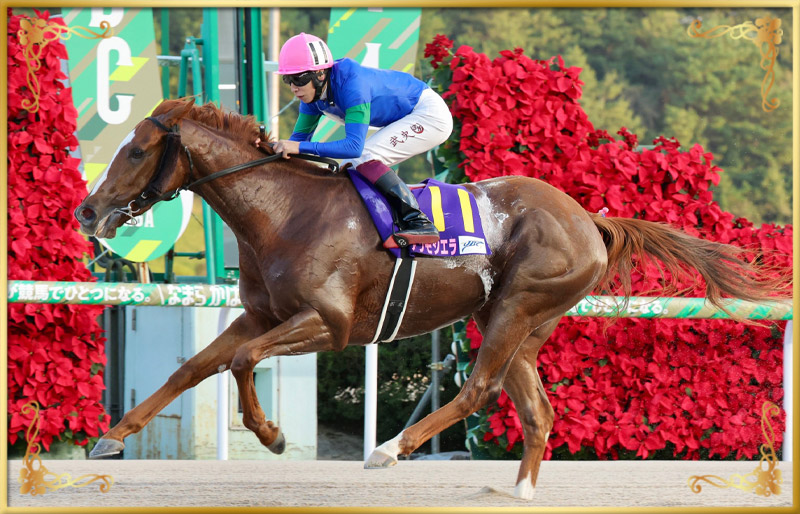 2024年優勝馬 アンモシエラ号