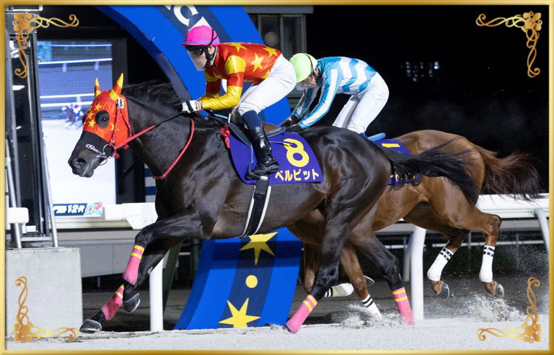 2024年優勝馬 ベルピット号