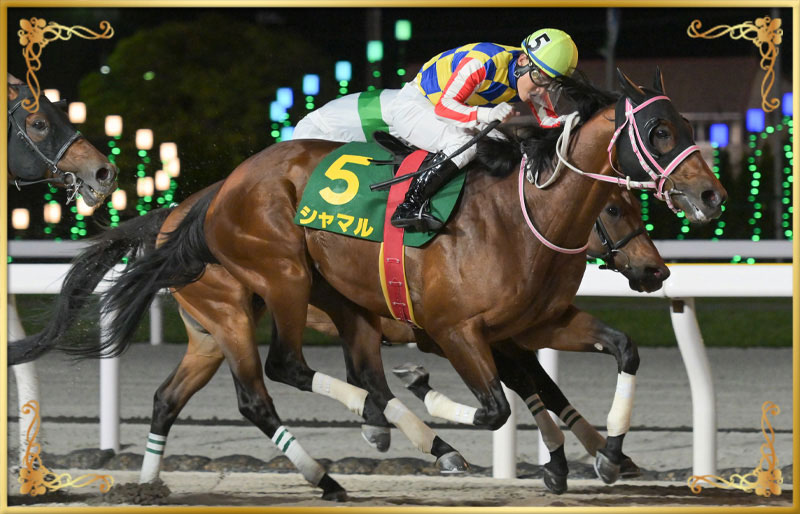 2025年優勝馬 シャマル号