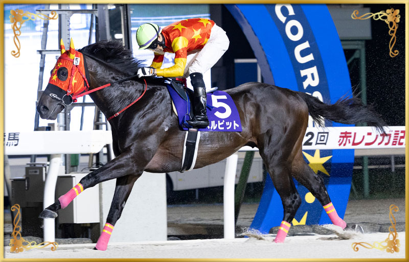 2025年優勝馬　ベルピット号