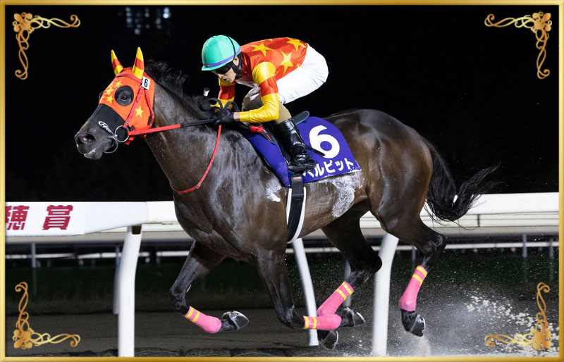 2025年優勝馬 ベルピット号