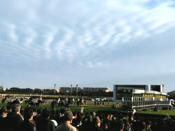 ジャパンカップ発走直前