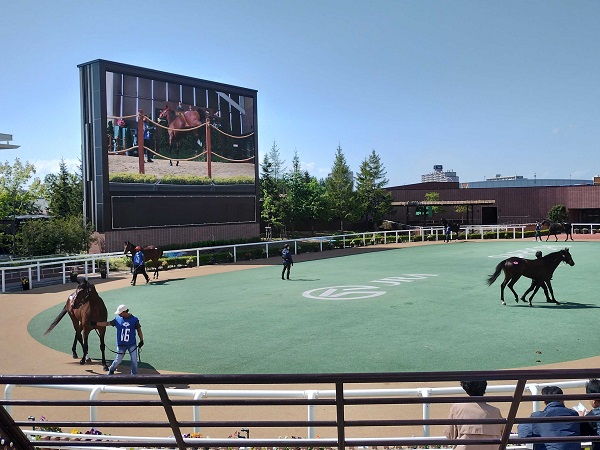 札幌競馬場のパドック