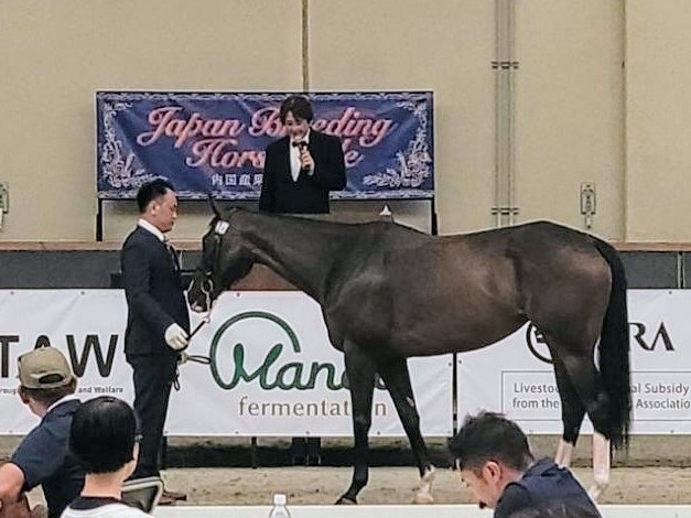 この元・川崎所属馬は落札されました