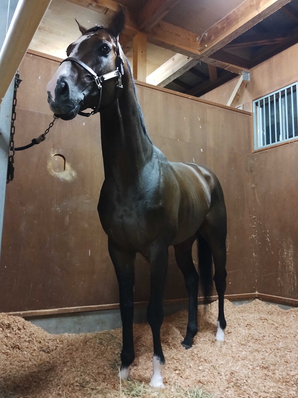 ミックファイアさん