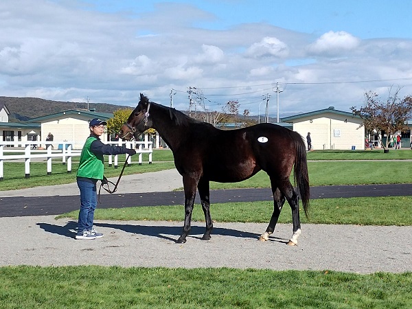この馬は1億円で落札されました