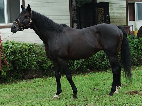 テスタマッタ号