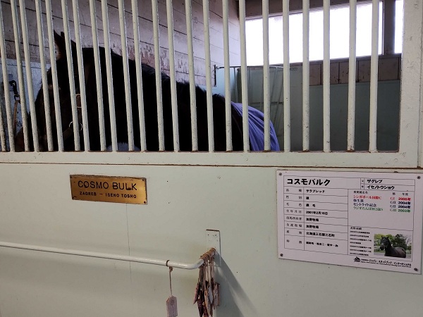 コスモバルクさんも元気